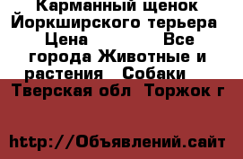 Карманный щенок Йоркширского терьера › Цена ­ 30 000 - Все города Животные и растения » Собаки   . Тверская обл.,Торжок г.